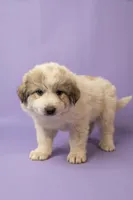 Lyla, a female Great Pyrenees for sale in Hope Mills, NC – Photo 3 of 4