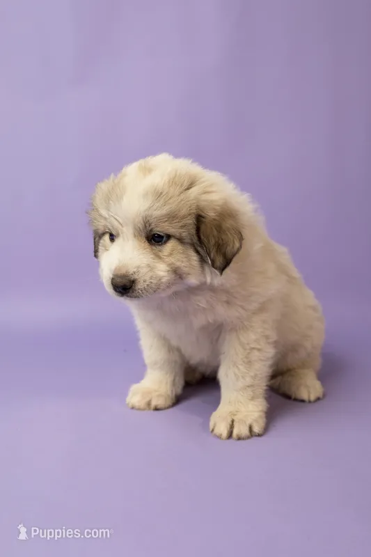Lyla – Great Pyrenees puppy for sale in Hope Mills, NC