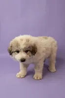 Lyla, a female Great Pyrenees for sale in Hope Mills, NC – Photo 2 of 4