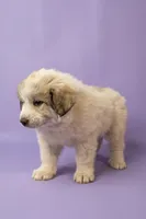 Lyla, a female Great Pyrenees for sale in Hope Mills, NC – Photo 4 of 4