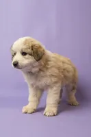 Buster, a male Great Pyrenees for sale in Hope Mills, NC – Photo 3 of 3