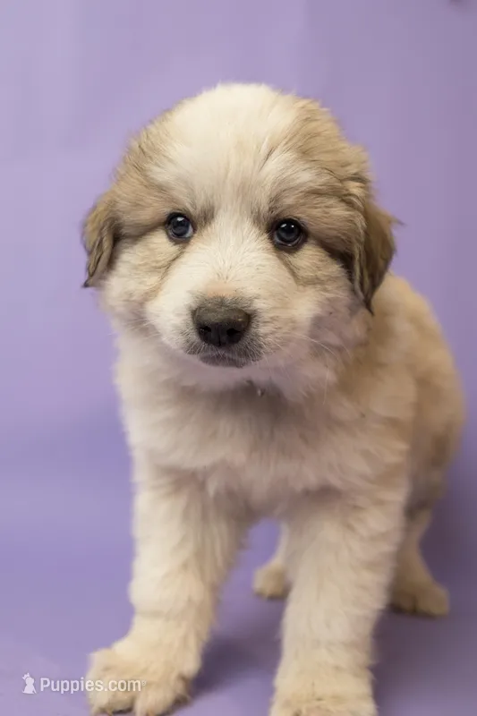 Buster – Great Pyrenees puppy for sale in Hope Mills, NC