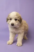 Buster, a male Great Pyrenees for sale in Hope Mills, NC – Photo 2 of 3