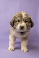 Duke, a male Great Pyrenees for sale in Hope Mills, NC – Photo 2 of 4