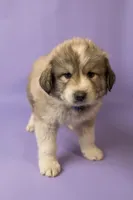 Duke, a male Great Pyrenees for sale in Hope Mills, NC – Photo 1 of 4