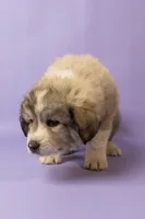 Duke, a male Great Pyrenees for sale in Hope Mills, NC – Photo 4 of 4