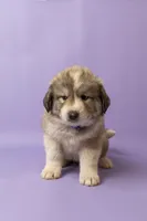 Duke, a male Great Pyrenees for sale in Hope Mills, NC – Photo 3 of 4