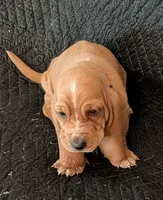 Alvin , a male Basset Hound for sale in Peculiar, MO – Photo 5 of 5