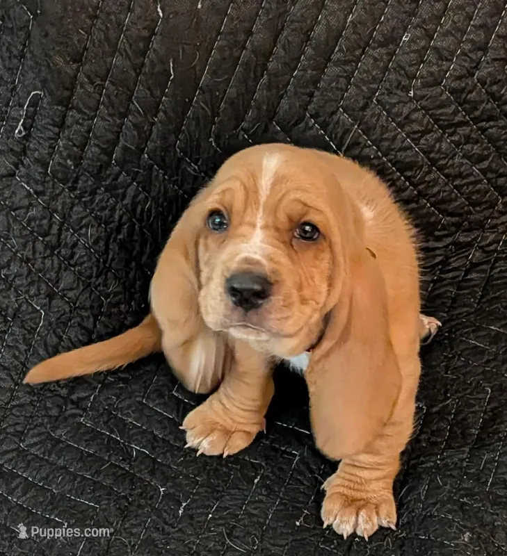 Alvin  – Basset Hound puppy for sale in Peculiar, MO