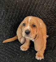 Alvin , a male Basset Hound for sale in Peculiar, MO – Photo 1 of 5