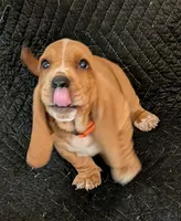 Alvin , a male Basset Hound for sale in Peculiar, MO – Photo 3 of 5