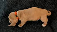 Alvin , a male Basset Hound for sale in Peculiar, MO – Photo 4 of 5