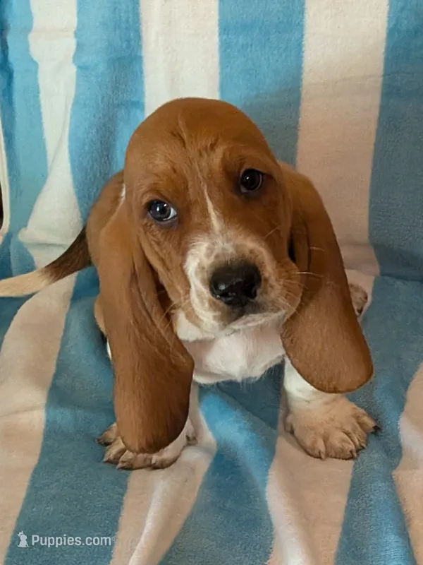 Puzzles  – Basset Hound puppy for sale in Peculiar, MO