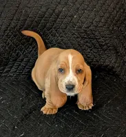 Theodore , a male Basset Hound for sale in Peculiar, MO – Photo 4 of 5