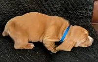 Theodore , a male Basset Hound for sale in Peculiar, MO – Photo 2 of 5