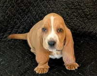 Theodore , a male Basset Hound for sale in Peculiar, MO – Photo 3 of 5