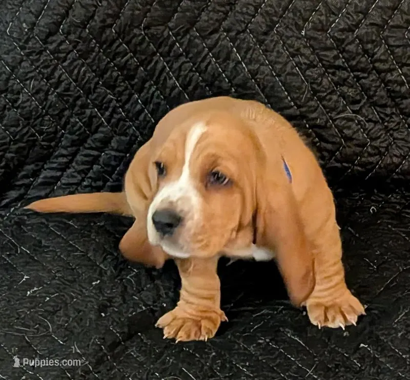 Theodore  – Basset Hound puppy for sale in Peculiar, MO