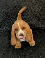 Theodore , a male Basset Hound for sale in Peculiar, MO – Photo 5 of 5