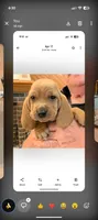 Cookie, a female Basset Hound for sale in Peculiar, MO – 2 of 2