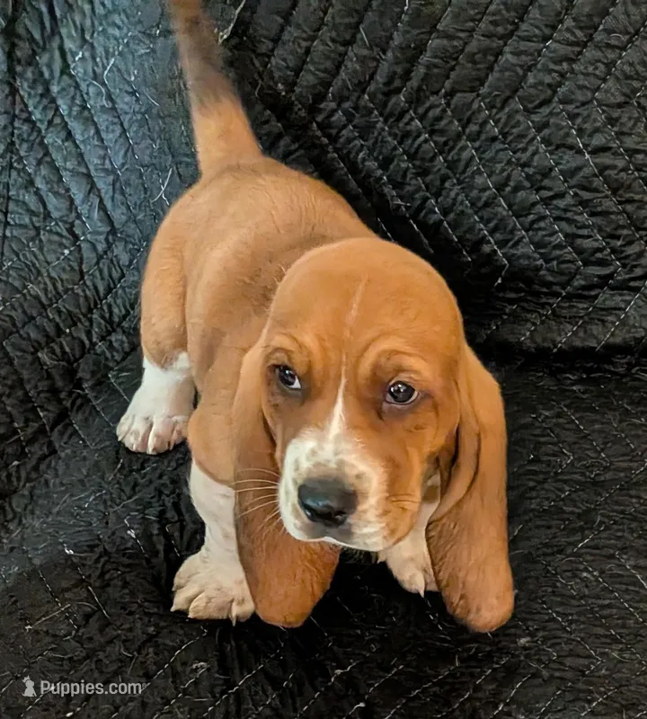 Puzzles  – Basset Hound puppy for sale in Peculiar, MO