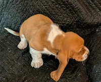 Puzzles , a male Basset Hound for sale in Peculiar, MO – Photo 3 of 4