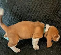 Puzzles , a male Basset Hound for sale in Peculiar, MO – Photo 2 of 4