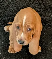 Waffles, a female Basset Hound for sale in Peculiar, MO – Photo 2 of 5
