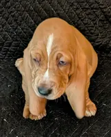 Waffles, a female Basset Hound for sale in Peculiar, MO – Photo 4 of 5