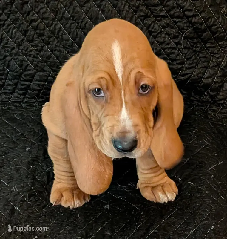 Waffles – Basset Hound puppy for sale in Peculiar, MO