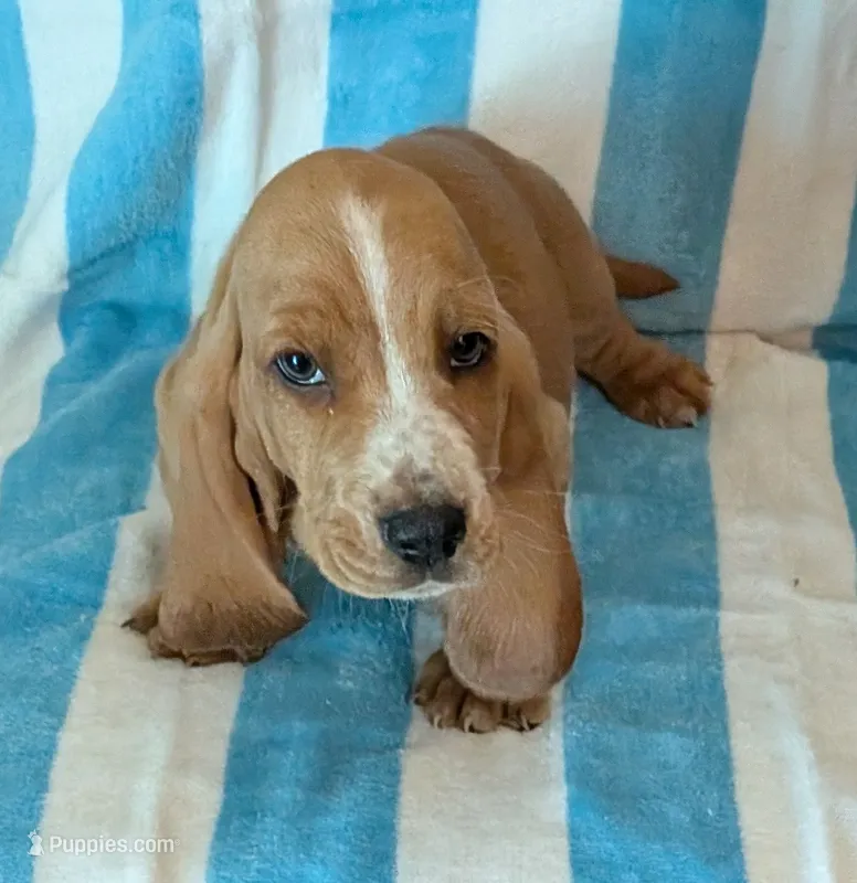Theodore  – Basset Hound puppy for sale in Peculiar, MO