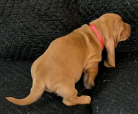 Cookie, a female Basset Hound for sale in Peculiar, MO – Photo 2 of 4