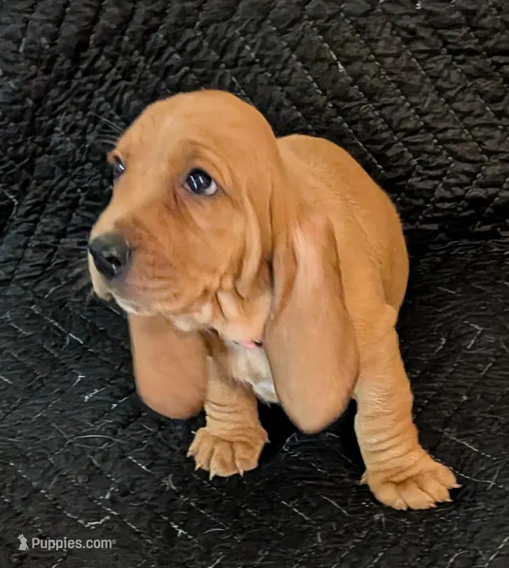 Cookie – Basset Hound puppy for sale in Peculiar, MO