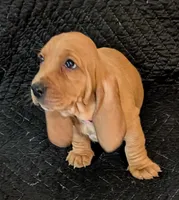 Cookie, a female Basset Hound for sale in Peculiar, MO – Photo 1 of 4