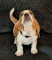 Casper, a male Basset Hound for sale in Peculiar, MO – Photo 2 of 4