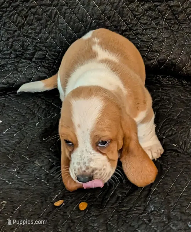 Casper – Basset Hound puppy for sale in Peculiar, MO