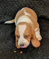 Casper, a male Basset Hound for sale in Peculiar, MO – Photo 1 of 4