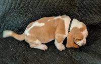 Casper, a male Basset Hound for sale in Peculiar, MO – Photo 3 of 4
