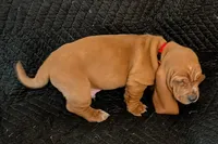 Simon, a male Basset Hound for sale in Peculiar, MO – Photo 2 of 5