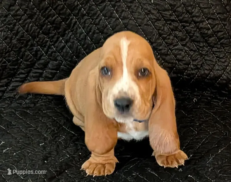 Simon – Basset Hound puppy for sale in Peculiar, MO