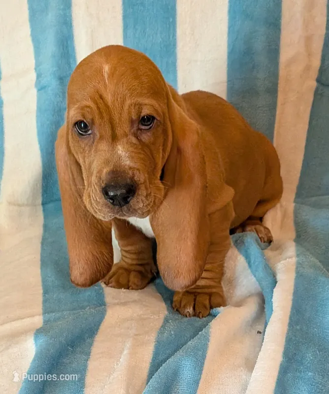 Simon – Basset Hound puppy for sale in Peculiar, MO
