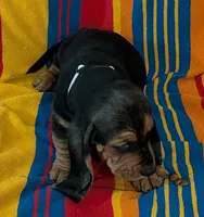 Oreo, a male Basset Hound for sale in Peculiar, MO – Photo 3 of 5