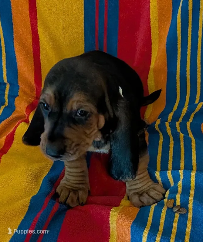 Oreo – Basset Hound puppy for sale in Peculiar, MO