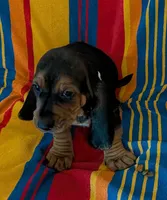 Oreo, a male Basset Hound for sale in Peculiar, MO – Photo 1 of 5