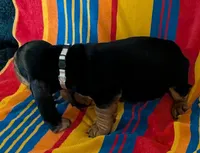 Oreo, a male Basset Hound for sale in Peculiar, MO – Photo 4 of 5