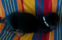 Oreo, a male Basset Hound for sale in Peculiar, MO – Photo 5 of 5