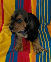 Oreo, a male Basset Hound for sale in Peculiar, MO – Photo 2 of 5