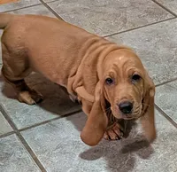 Cookie, a female Basset Hound for sale in Peculiar, MO – 1 of 2