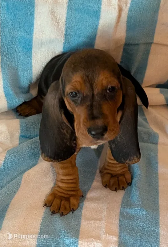 Oreo – Basset Hound puppy for sale in Peculiar, MO