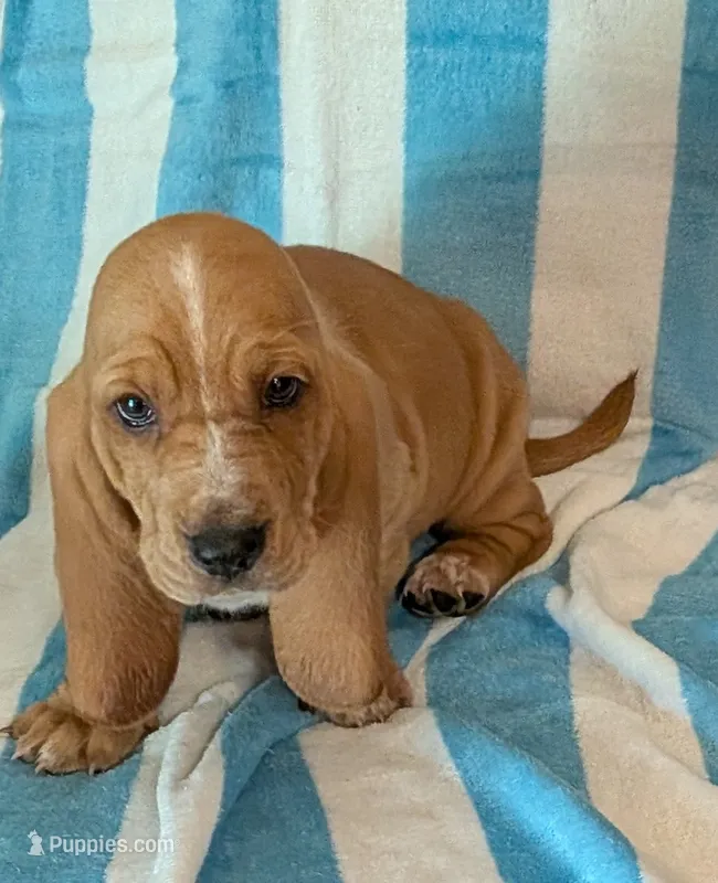 Alvin  – Basset Hound puppy for sale in Peculiar, MO