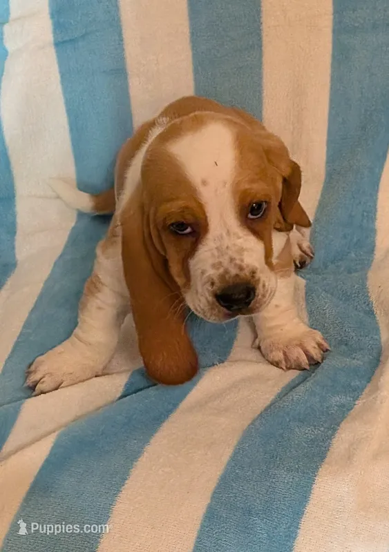 Casper – Basset Hound puppy for sale in Peculiar, MO